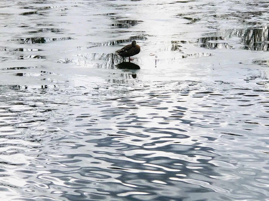 IMG_5008.jpg?type=w966