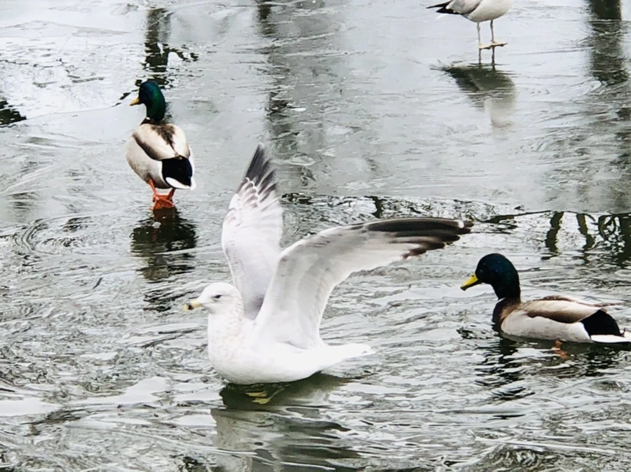 IMG_9014.jpg?type=w966