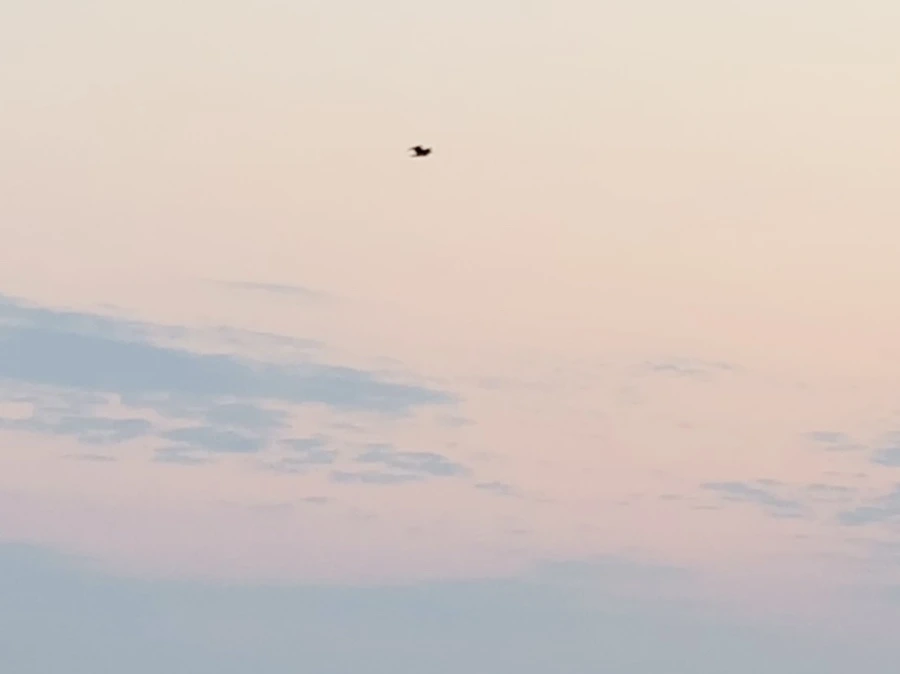 IMG_2346.jpg?type=w966