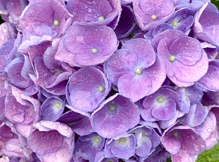 IMG_6185.jpg?type=w966