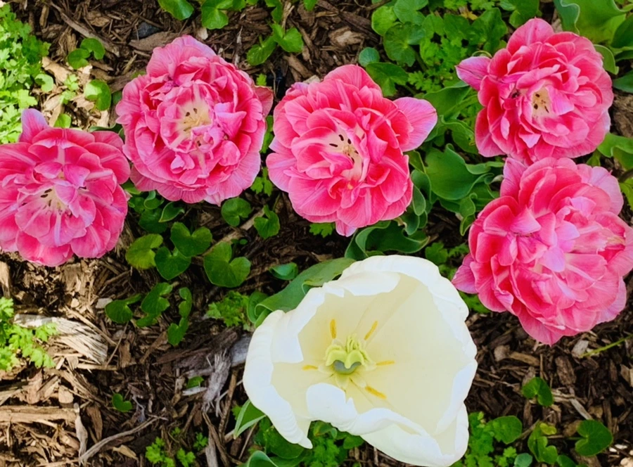 IMG_6903.jpg?type=w966