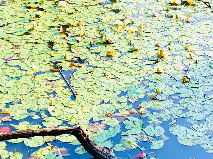 IMG_4310.jpg?type=w966