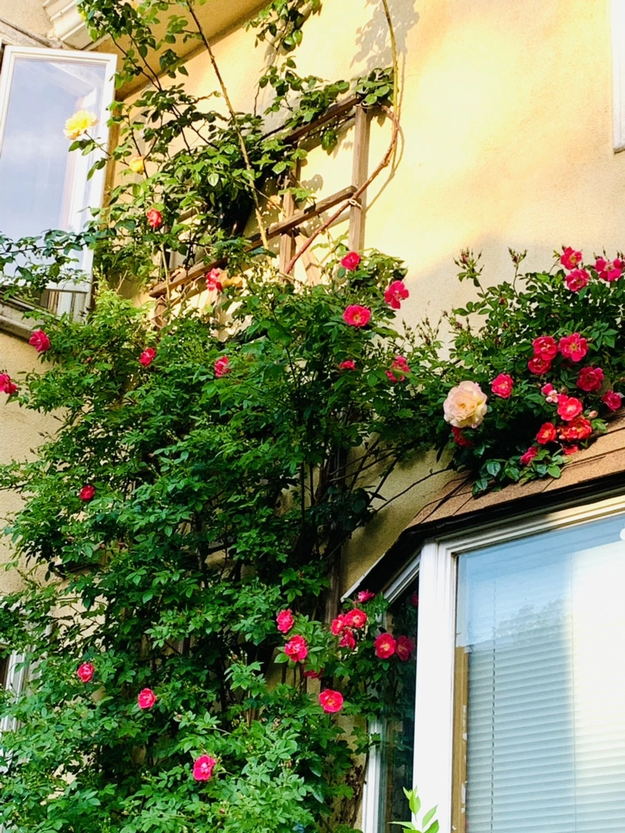 IMG_4505.jpg?type=w966