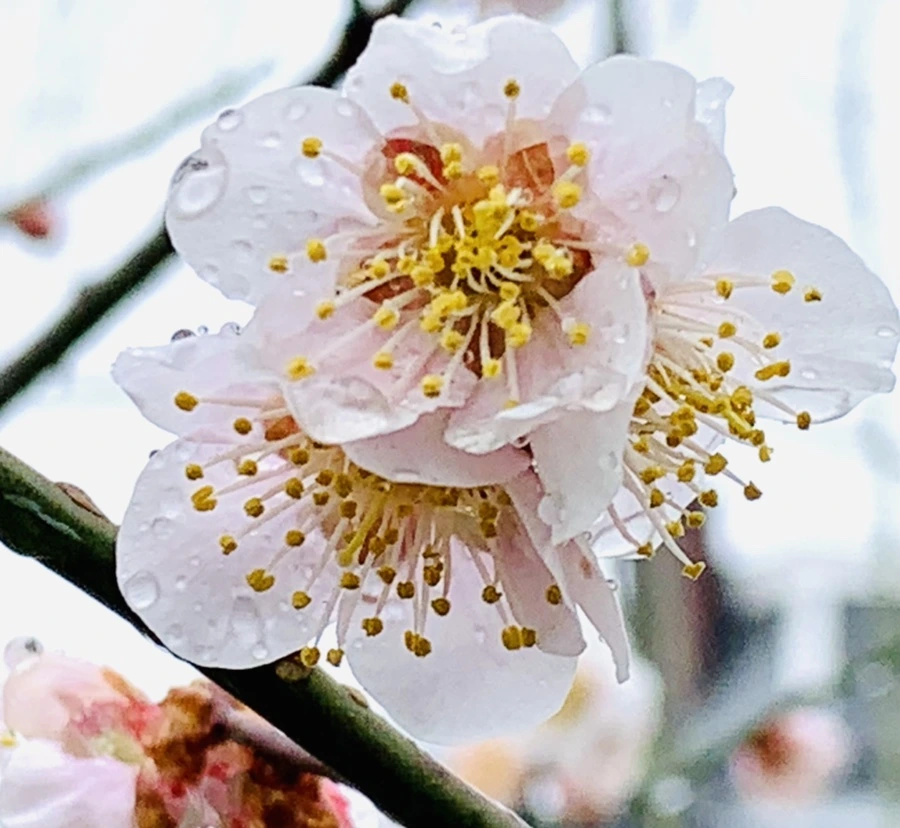 IMG_1810.jpg?type=w966