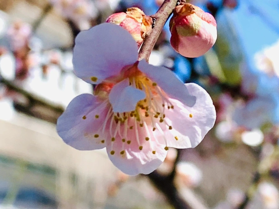 IMG_1351.jpg?type=w966