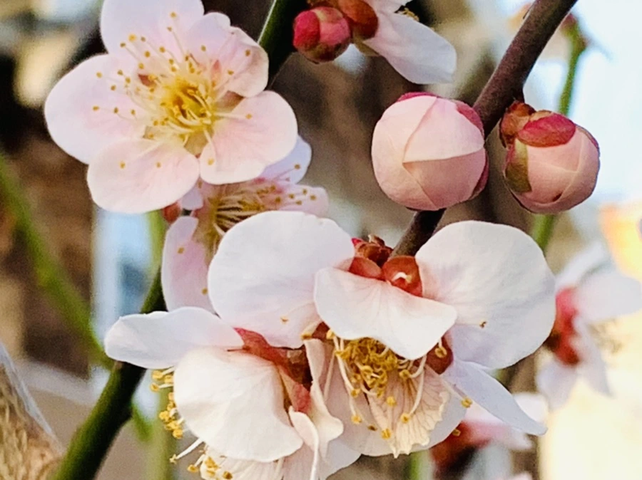 IMG_2835.jpg?type=w966