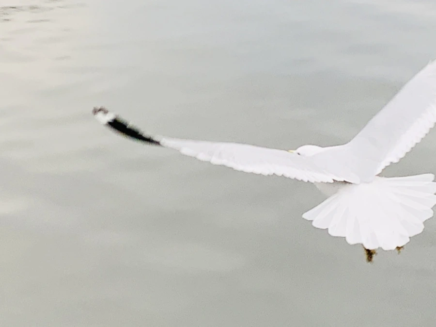 IMG_1753.jpg?type=w966