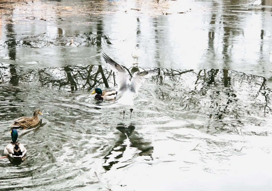 IMG_8943.jpg?type=w966