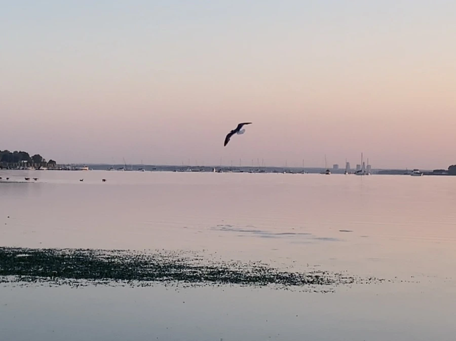 IMG_0155.jpg?type=w966