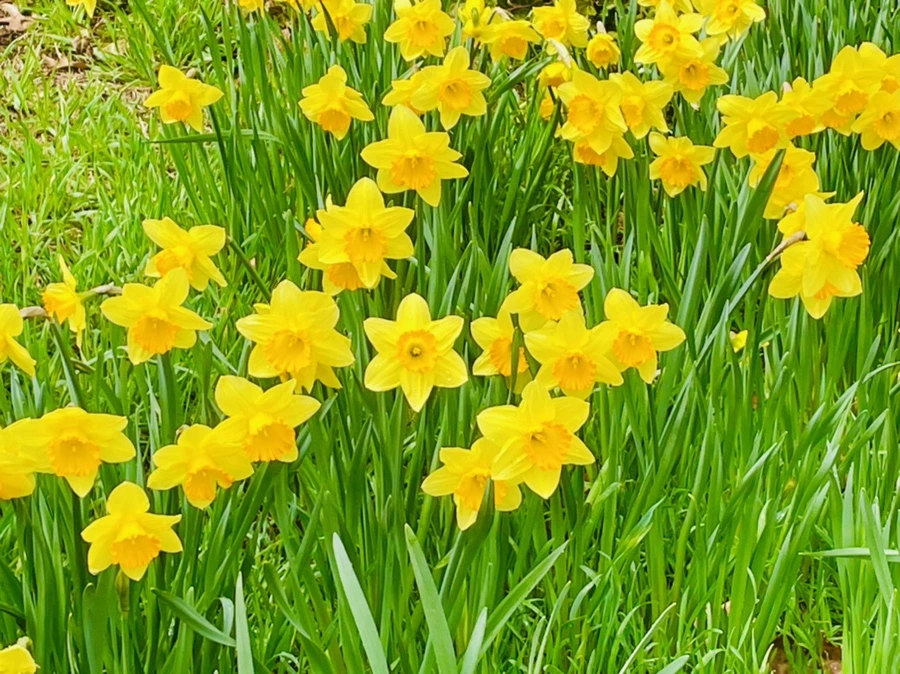 IMG_7449.jpg?type=w966