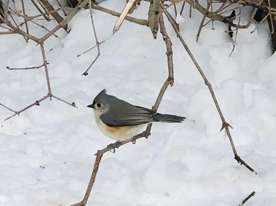 IMG_9270.jpg?type=w966