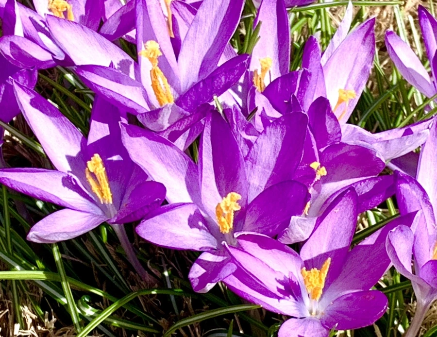 IMG_0686.jpg?type=w966