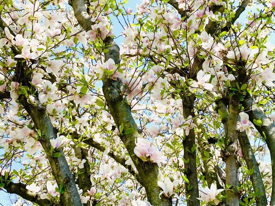 IMG_3931.jpg?type=w966