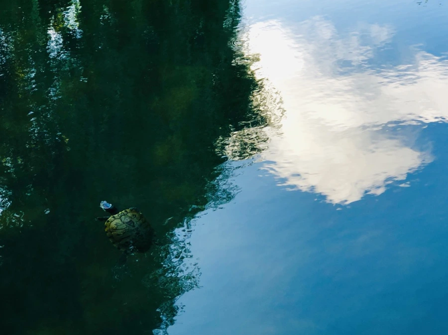 IMG_2896.jpg?type=w966