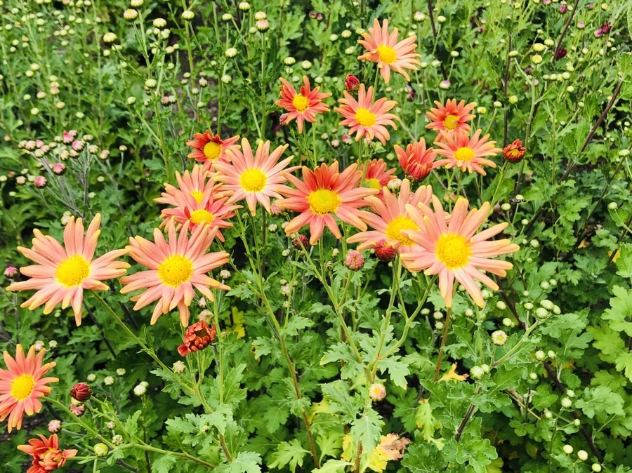 IMG_1817.jpg?type=w966