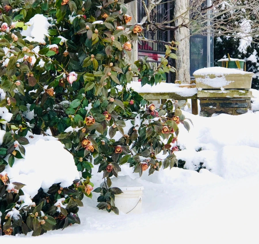 IMG_9071.jpg?type=w966