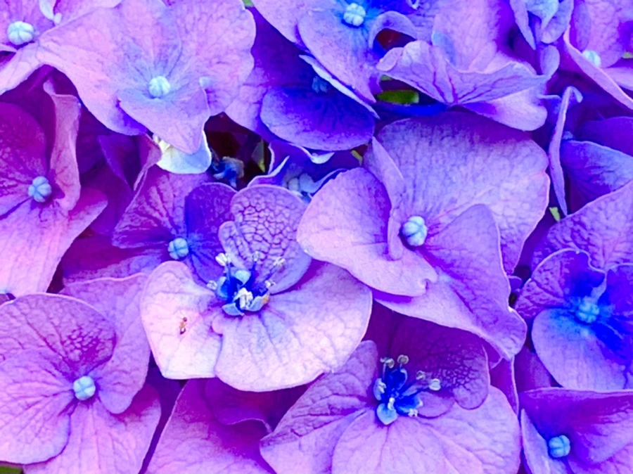 IMG_8774.jpg?type=w966