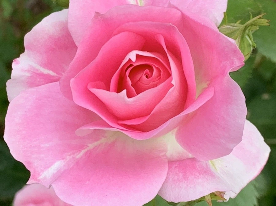 uQJs2KtS0wcbgWJWodZQtktJeXg