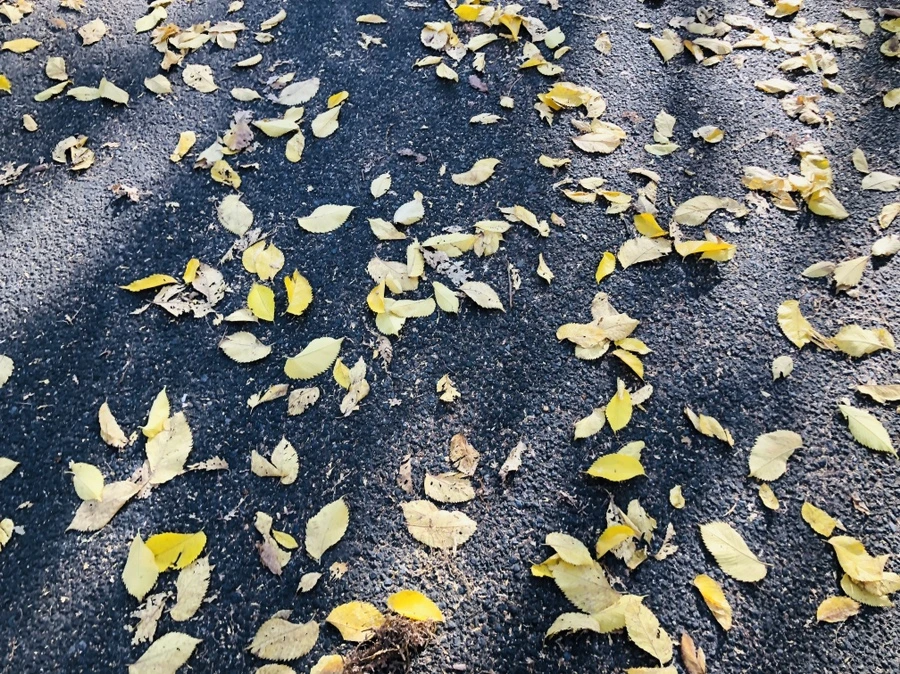 IMG_3467.jpg?type=w966