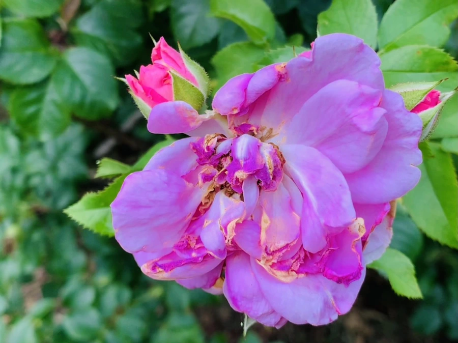 IMG_8692.jpg?type=w966