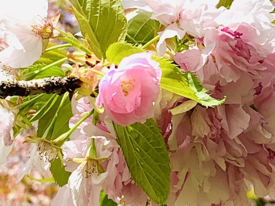 IMG_6312.jpg?type=w966