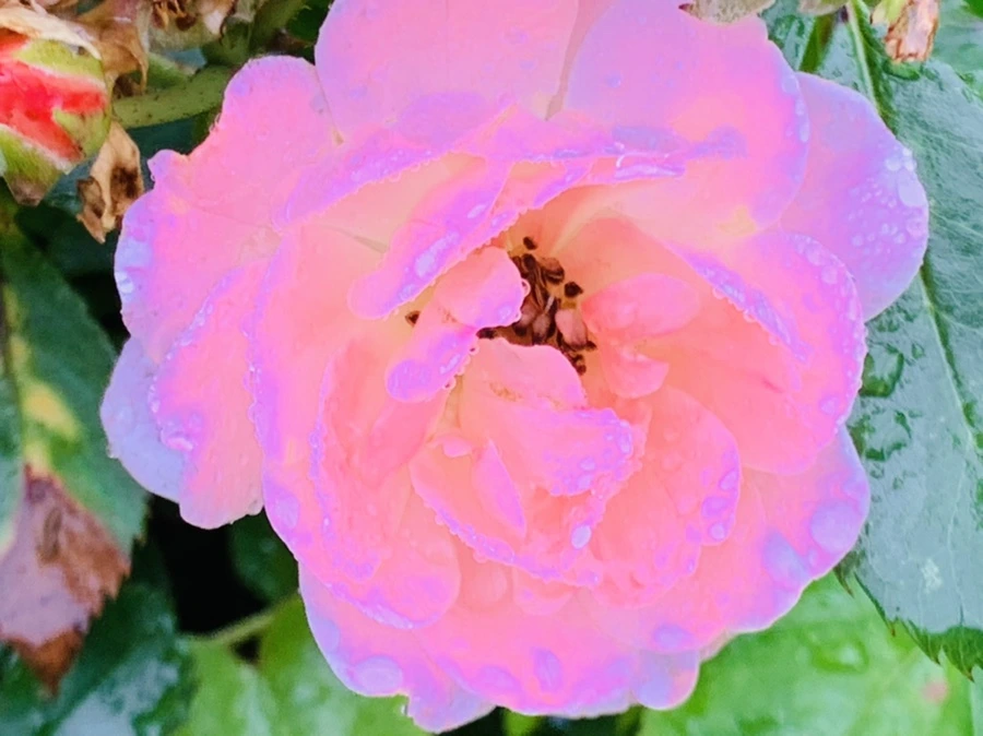 IMG_4919.jpg?type=w966