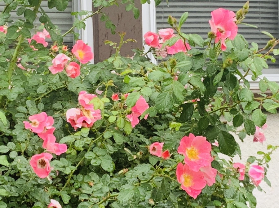 IMG_3852.jpg?type=w966