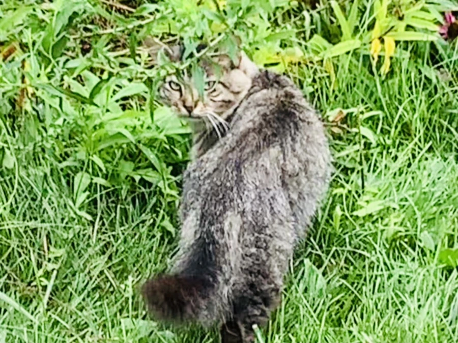 IMG_0968.jpg?type=w966