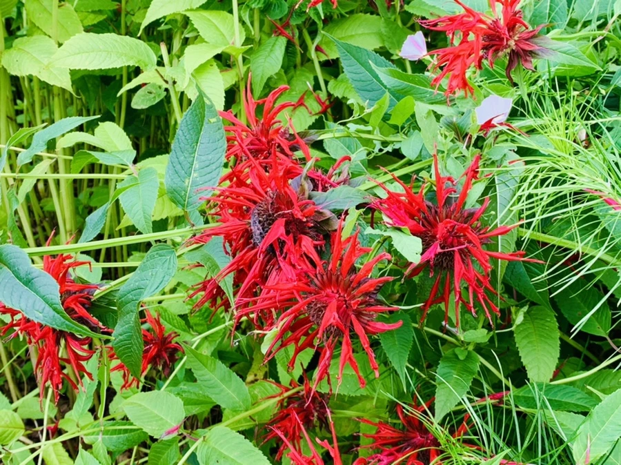 IMG_0375.jpg?type=w966