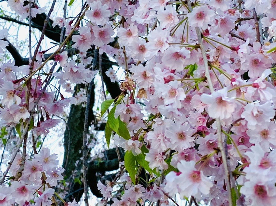 IMG_4893.jpg?type=w966