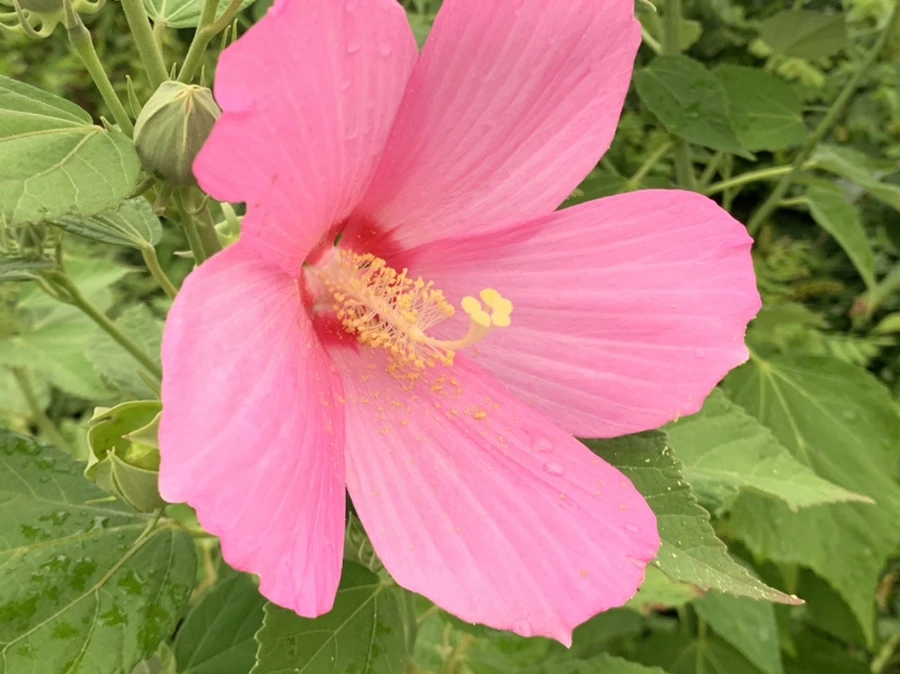 IMG_7130.jpg?type=w966