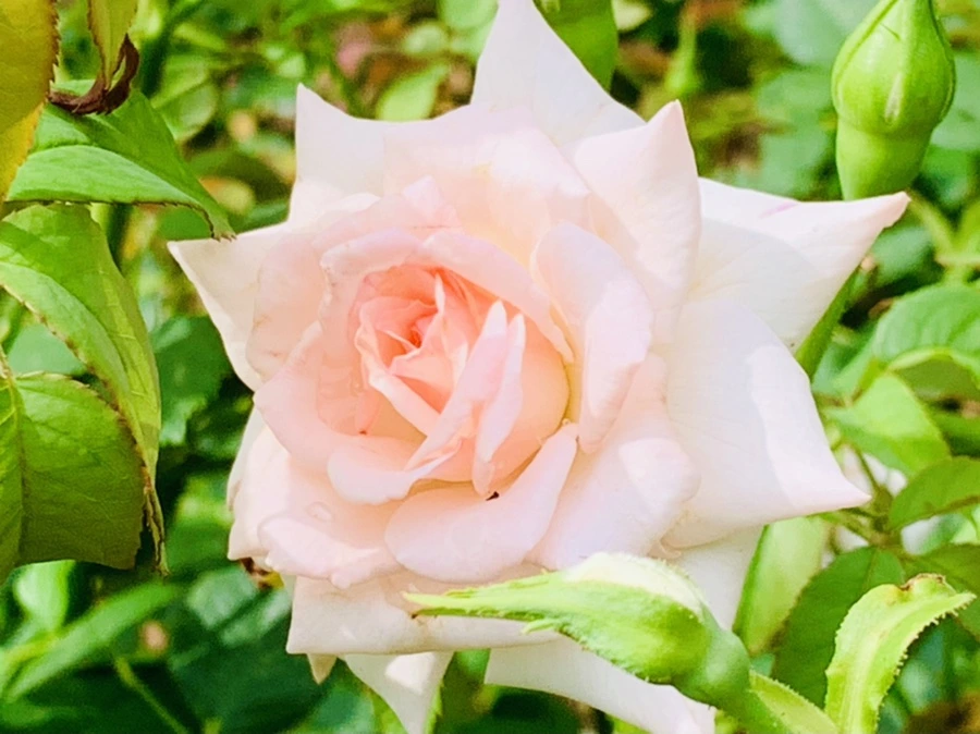 IMG_0533.jpg?type=w966