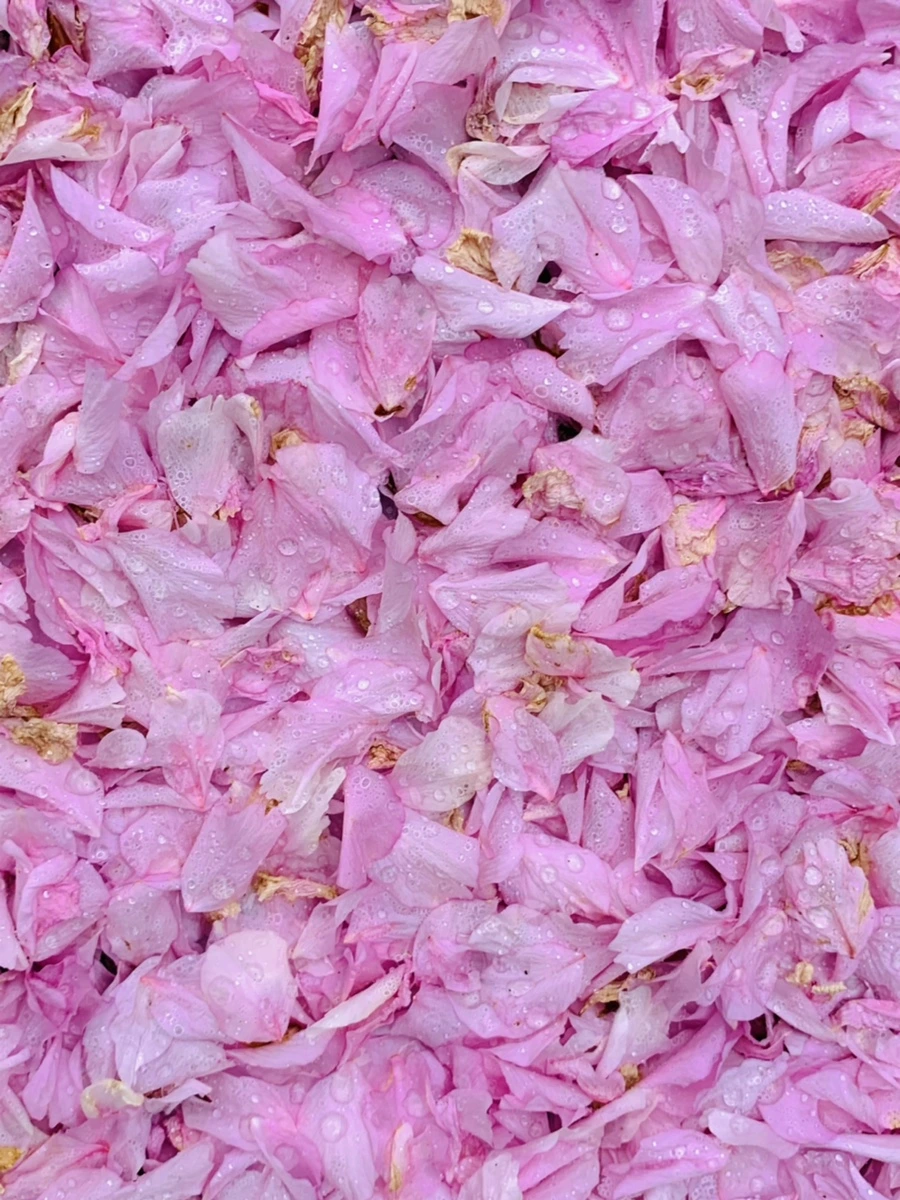 IMG_7266.jpg?type=w966