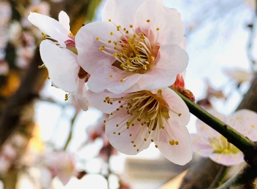 IMG_2737.jpg?type=w966