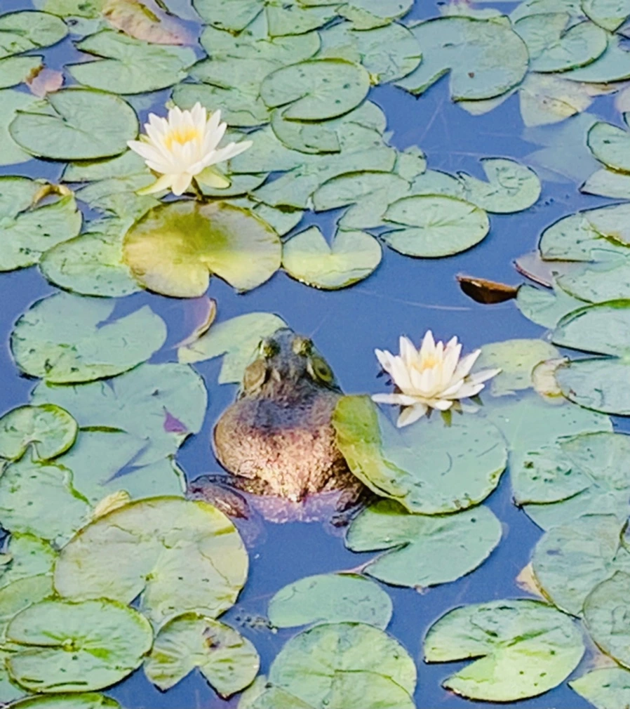 IMG_1311.jpg?type=w966