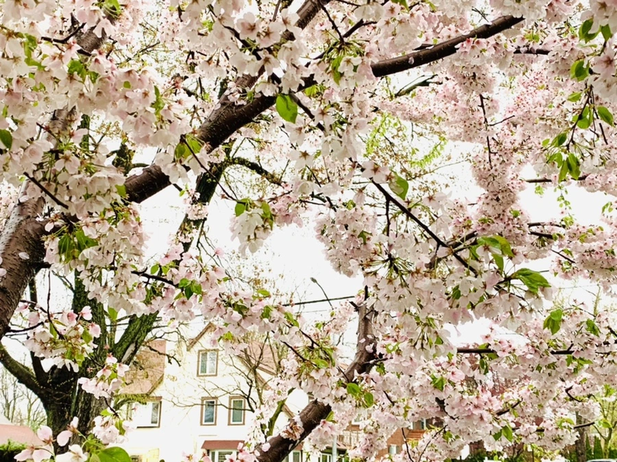 IMG_2410.jpg?type=w966