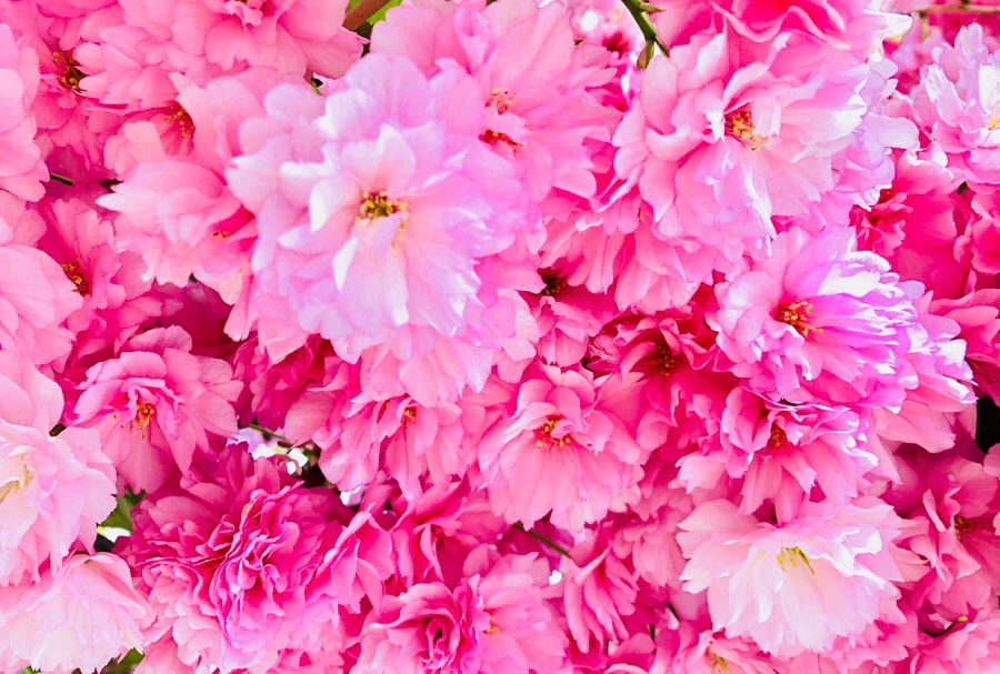 IMG_5573.jpg?type=w966