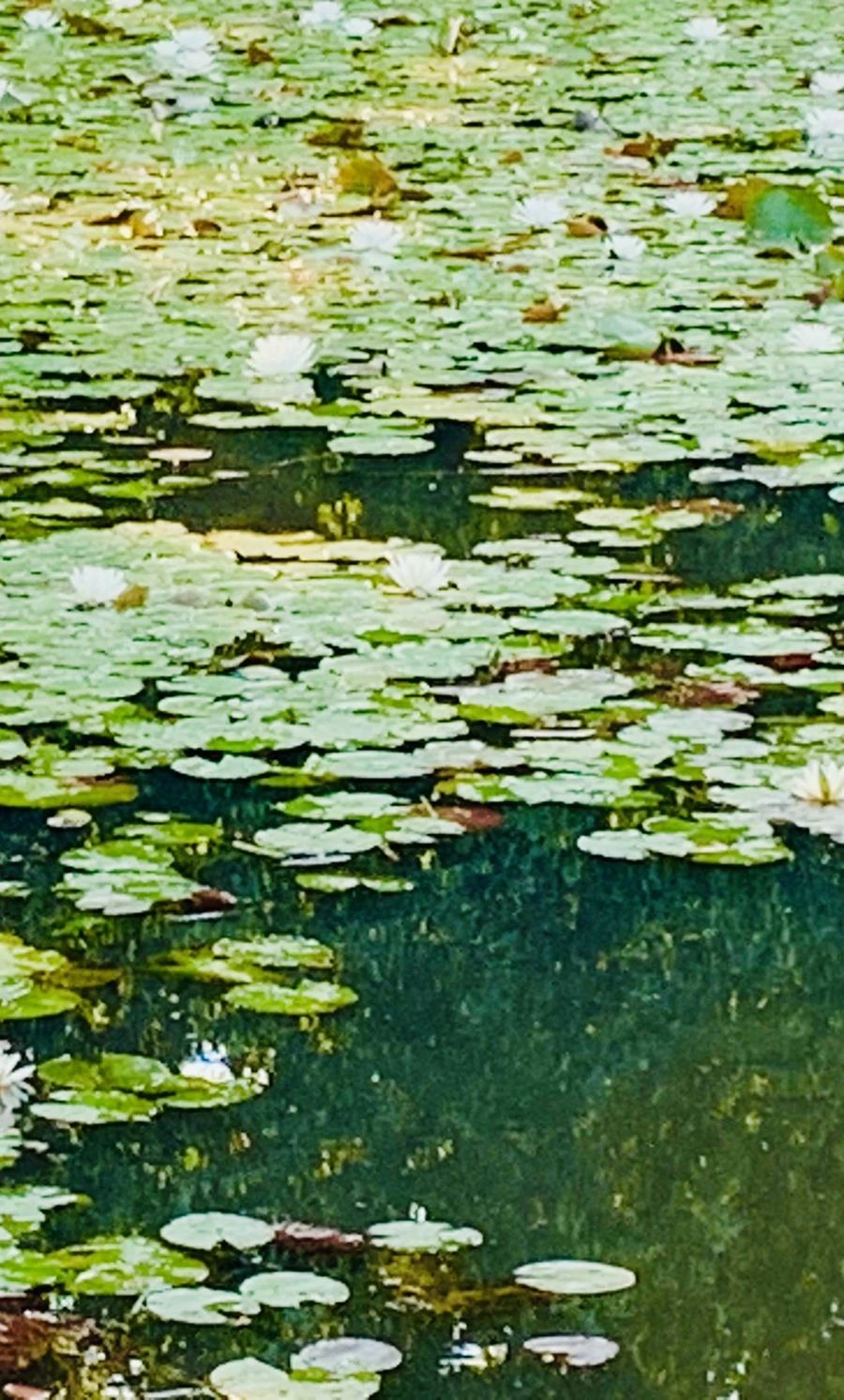 IMG_1964.jpg?type=w966