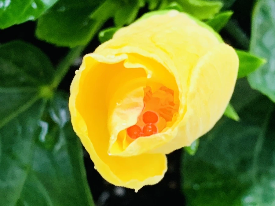 IMG_0234.jpg?type=w966