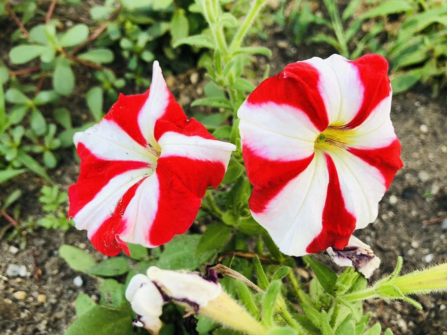 IMG_1480.jpg?type=w966