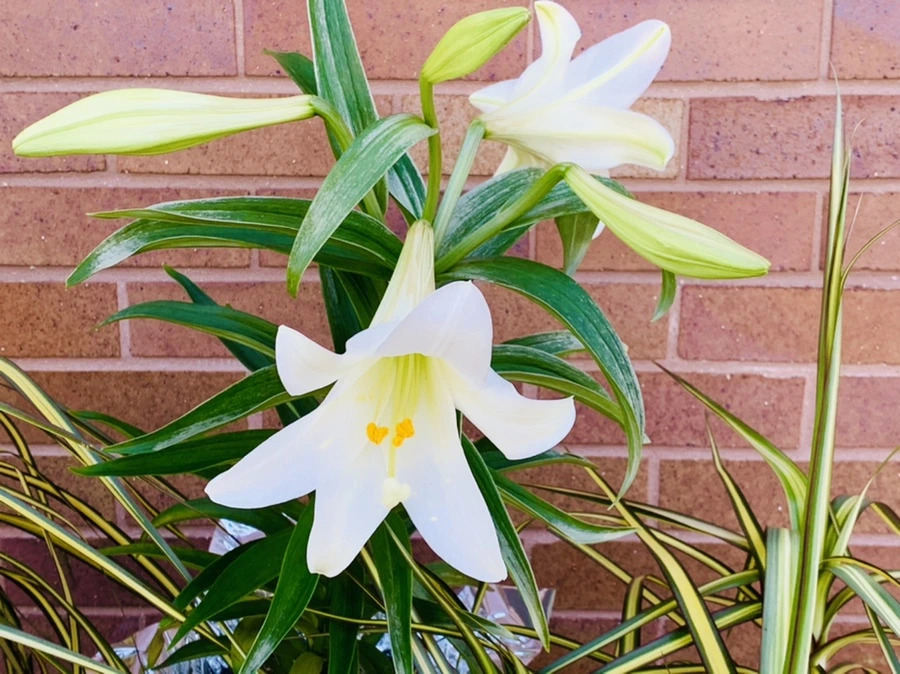 IMG_7548.jpg?type=w966