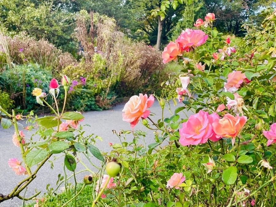 IMG_0982.jpg?type=w966