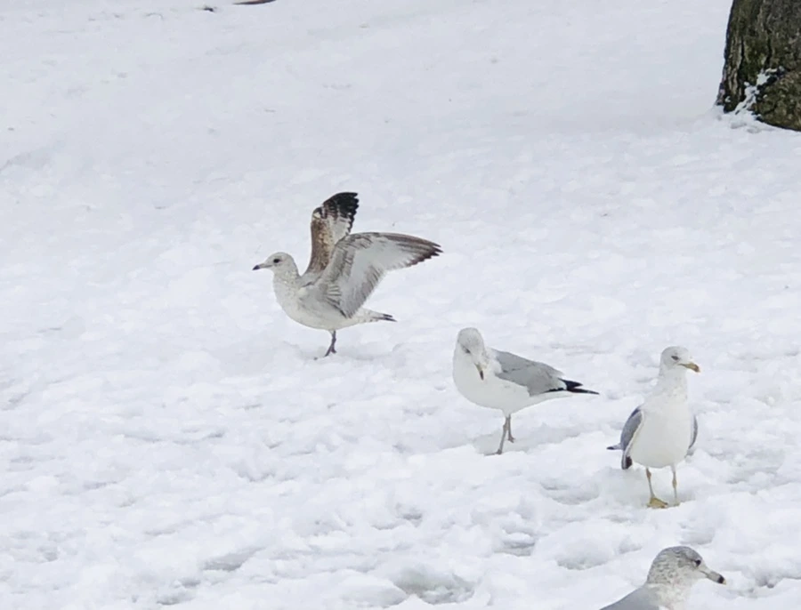 IMG_3830.jpg?type=w966