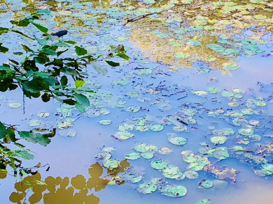 IMG_7198.jpg?type=w966