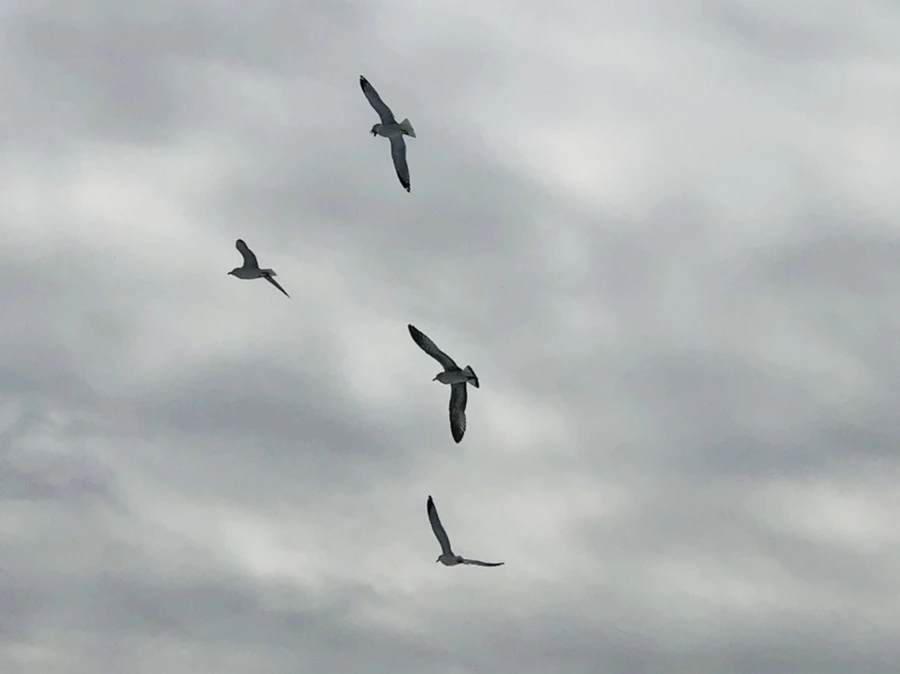 IMG_2479.jpg?type=w966