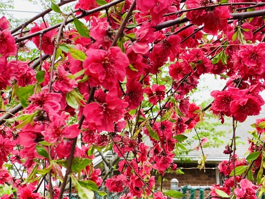 IMG_8003.jpg?type=w966