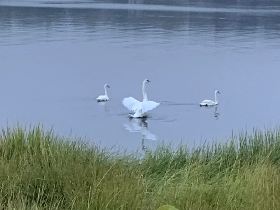 IMG_6649.jpg?type=w966