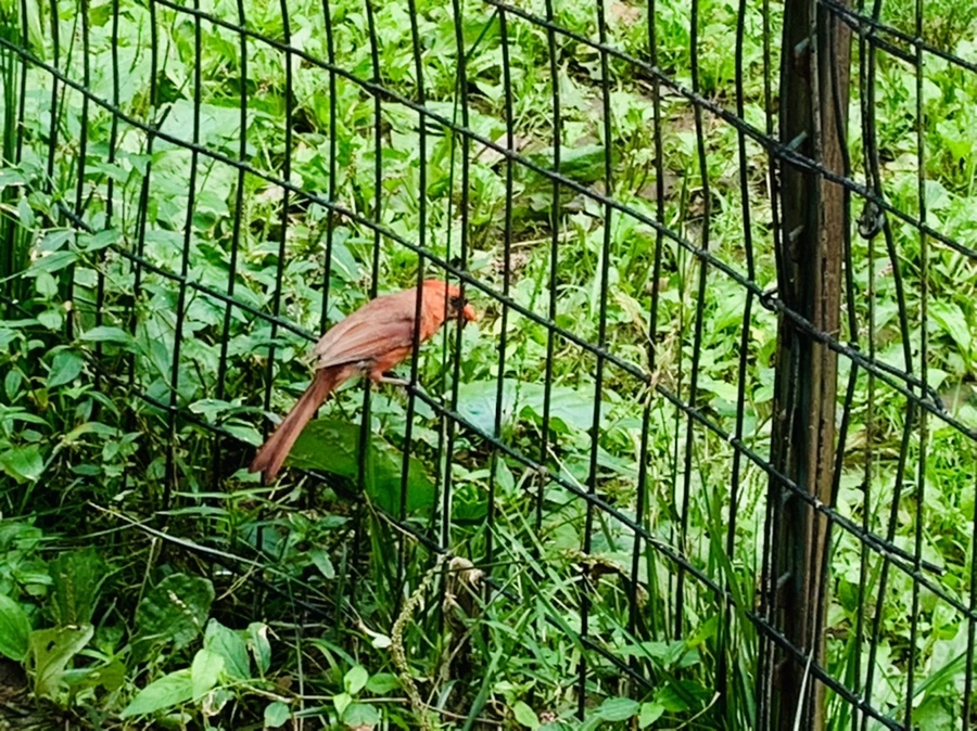 IMG_9920.jpg?type=w966