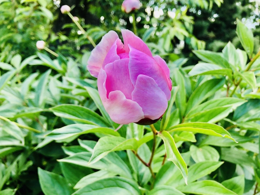 IMG_7716.jpg?type=w966