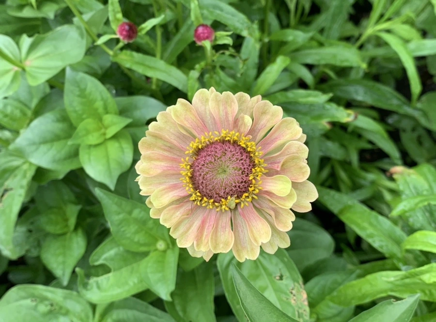 IMG_9551.jpg?type=w966